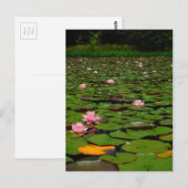 Roze lotusvijver voor de limoenbloem briefkaart (Voorkant / Achterkant)