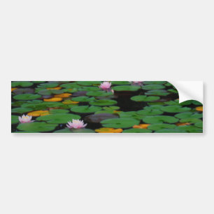 Roze lotusvijver voor de limoenbloem bumpersticker