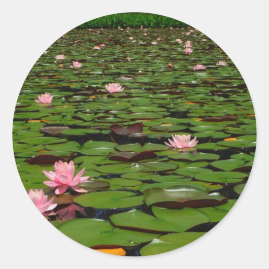 Roze lotusvijver voor de limoenbloem ronde sticker (Voorkant)