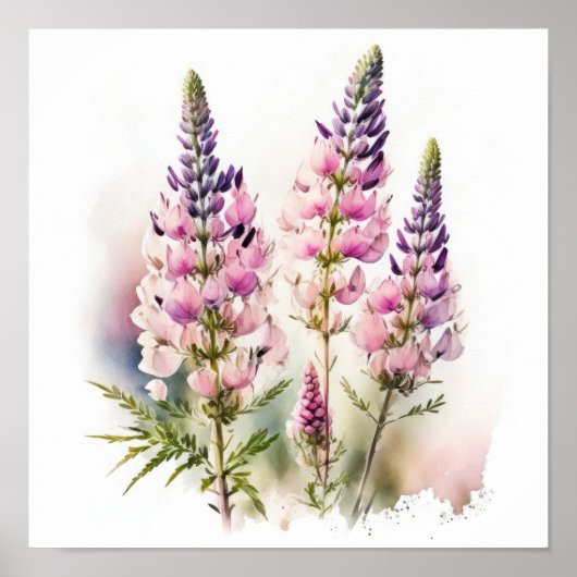 Roze Lupine Flower Art Print Poster (Voorkant)