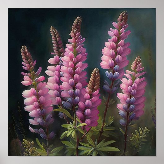 Roze Lupine Flower Art Print Poster (Voorkant)