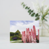 Roze lupinen @ Lake Tekapo Nieuw-Zeeland Briefkaar Briefkaart (Staand voorkant)