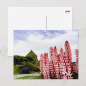 Roze lupinen @ Lake Tekapo Nieuw-Zeeland Briefkaar Briefkaart (Voorkant / Achterkant)