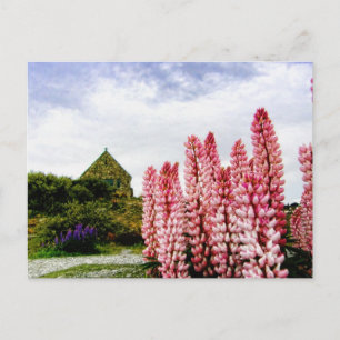 Roze lupinen @ Lake Tekapo Nieuw-Zeeland Briefkaar Briefkaart
