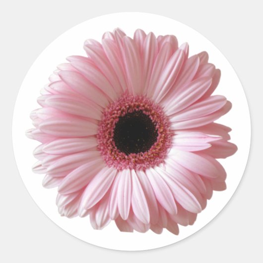 Roze Madelief Gerbera Ronde Sticker (Voorkant)