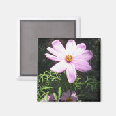 Roze Madelief Magneet (Voorkant / Achterkant)
