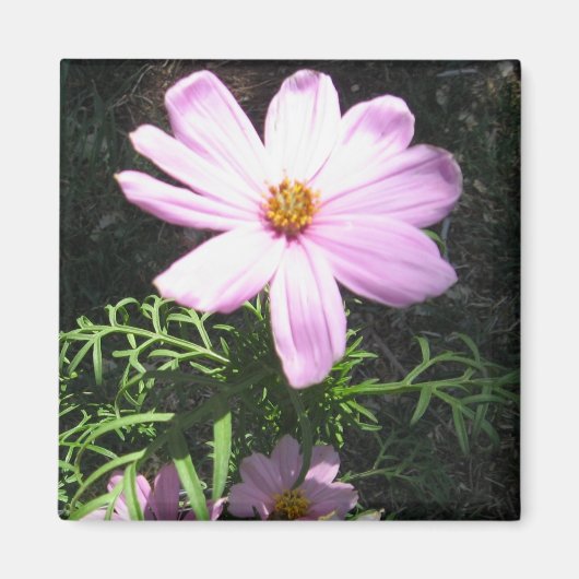 Roze Madelief Magneet (Voorkant)