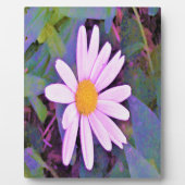 Roze Madeliefje Bloem Fotoplaat (Voorkant)