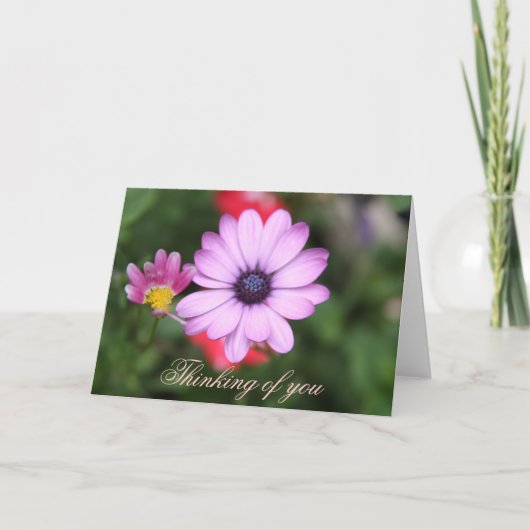 Roze madeliefje bloem kaart (Voorkant)