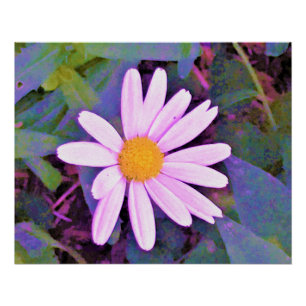 Roze Madeliefje Bloem Perfect Poster