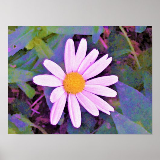 Roze Madeliefje Bloem Poster (Voorkant)