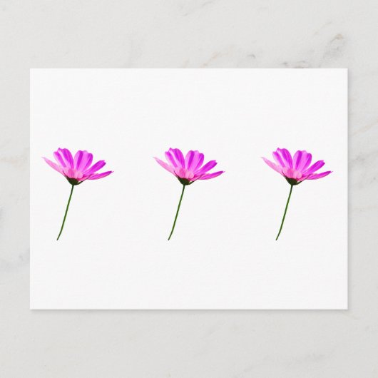 Roze Madeliefje Briefkaart (Voorkant)