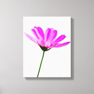 Roze Madeliefje Canvas Afdruk