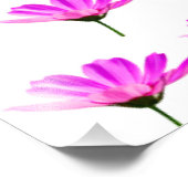 Roze Madeliefje Foto Afdruk (Hoek)