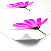 Roze Madeliefje Perfect Poster (Hoek)