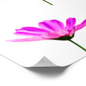 Roze Madeliefje Poster (Hoek)
