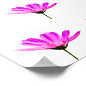 Roze Madeliefje Poster (Hoek)