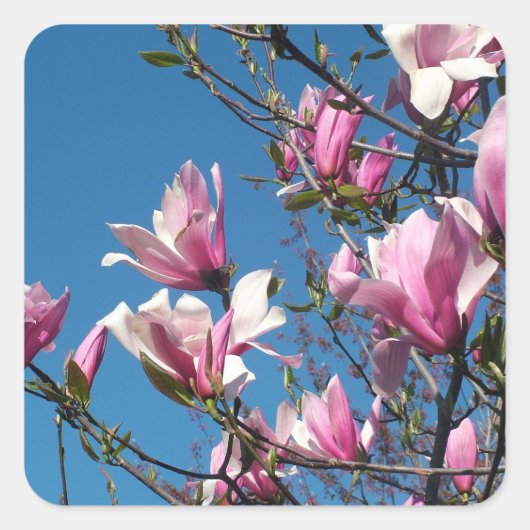 roze magnolia - bloemen in de blauwe hemel vierkante sticker (Voorkant)