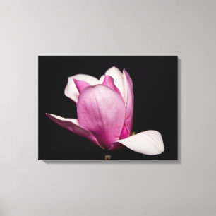 Roze Magnolia Bloom Zwarte Achtergrond Canvas Afdruk