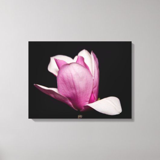 Roze Magnolia Bloom Zwarte Achtergrond Canvas Afdruk (Voorkant)