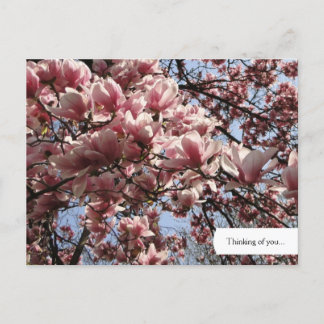 Roze Magnolia Blossom Briefkaart