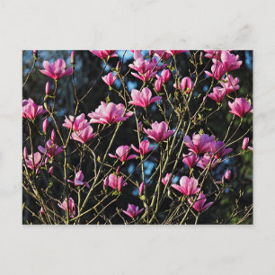 Roze Magnolia Blossom Briefkaart