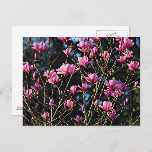Roze Magnolia Blossom Briefkaart (Voorkant / Achterkant)
