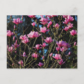 Roze Magnolia Blossom Briefkaart (Voorkant)