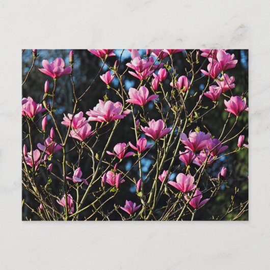 Roze Magnolia Blossom Briefkaart (Voorkant)