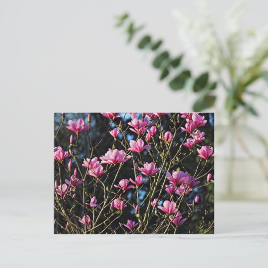 Roze Magnolia Blossom Briefkaart (Staand voorkant)