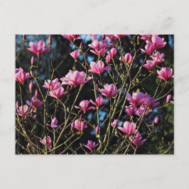 Roze Magnolia Blossom Briefkaart