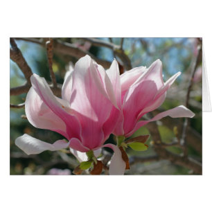 Roze Magnolia Blossom Fotografie-kaart