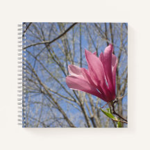 Roze Magnolia Boom Bloesem Foto - Tijdschrift