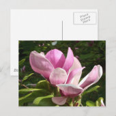 Roze Magnolia Briefkaart (Voorkant / Achterkant)