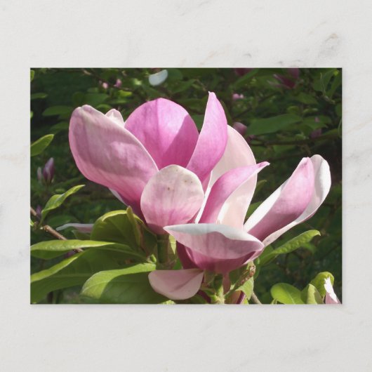 Roze Magnolia Briefkaart (Voorkant)