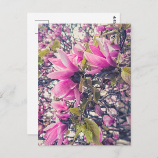 Roze Magnolia Briefkaart (Voorkant / Achterkant)