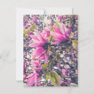 Roze Magnolia Briefkaart
