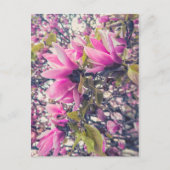 Roze Magnolia Briefkaart (Voorkant)