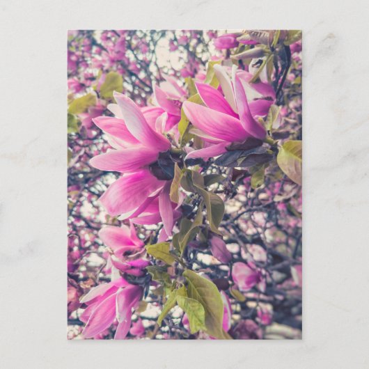 Roze Magnolia Briefkaart (Voorkant)