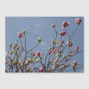 Roze Magnolia Buds