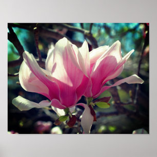 Roze Magnolia Flower Blossom Close Poster