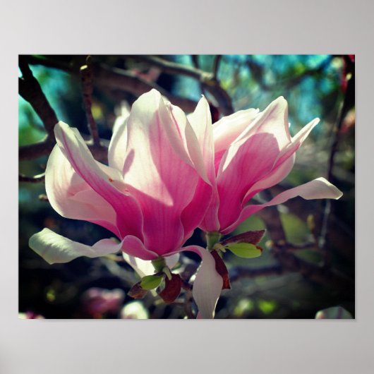 Roze Magnolia Flower Blossom Close Poster (Voorkant)