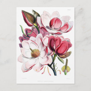 Roze Magnolia Flower Botany Illustratie Briefkaart