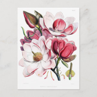  Roze Magnolia Flower Botany Illustratie Briefkaart