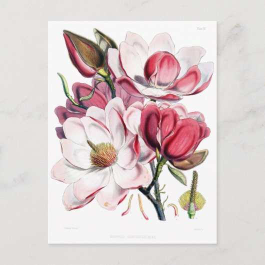 Roze Magnolia Flower Botany Illustratie Briefkaart (Voorkant)