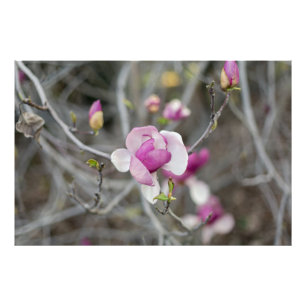 Roze Magnolia Flower Foto Afdruk