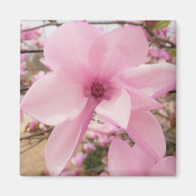 Roze Magnolia Flower Square Magnet