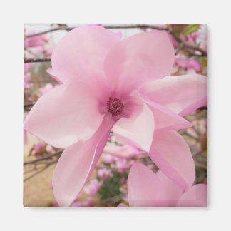 Roze Magnolia Flower Square Magnet