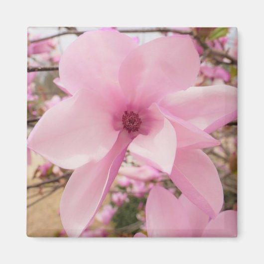 Roze Magnolia Flower Square Magnet (Voorkant)