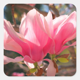 Roze Magnolia Flower Vierkante Sticker